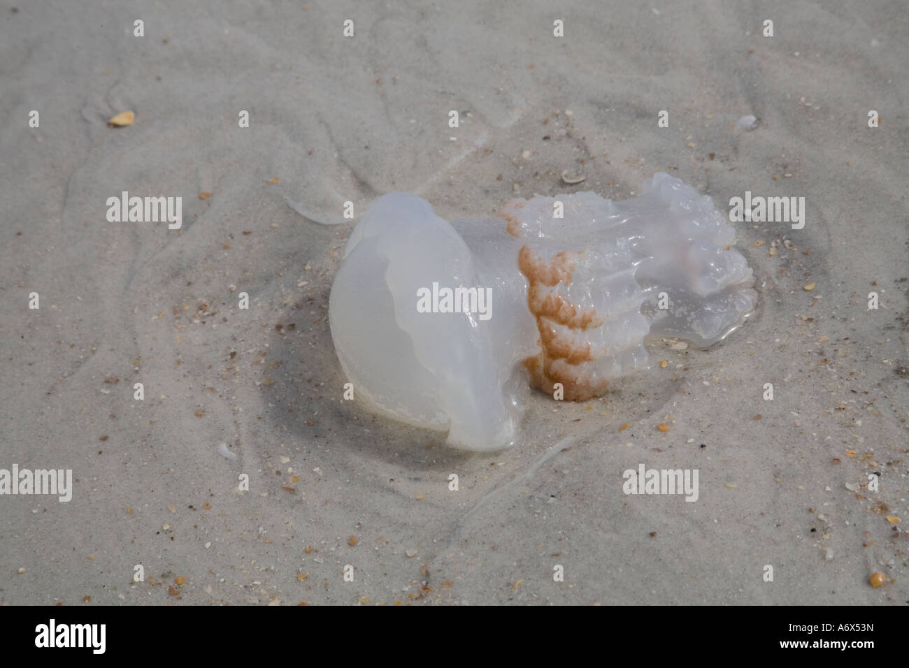 Une méduse morte sur la plage de Ponte Vedra Beach, en Floride. Banque D'Images