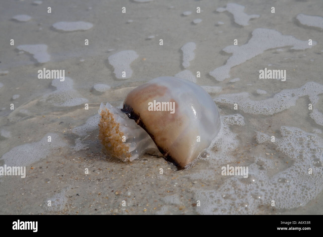 Une méduse morte sur la plage de Ponte Vedra Beach, en Floride. Banque D'Images