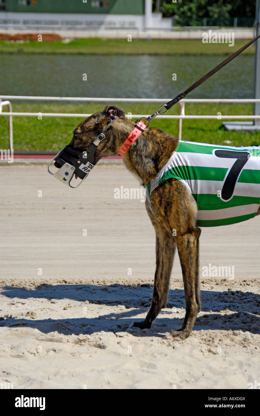 Les courses de chiens Greyhound au Sarasota Kennel Club FL Floride Banque D'Images