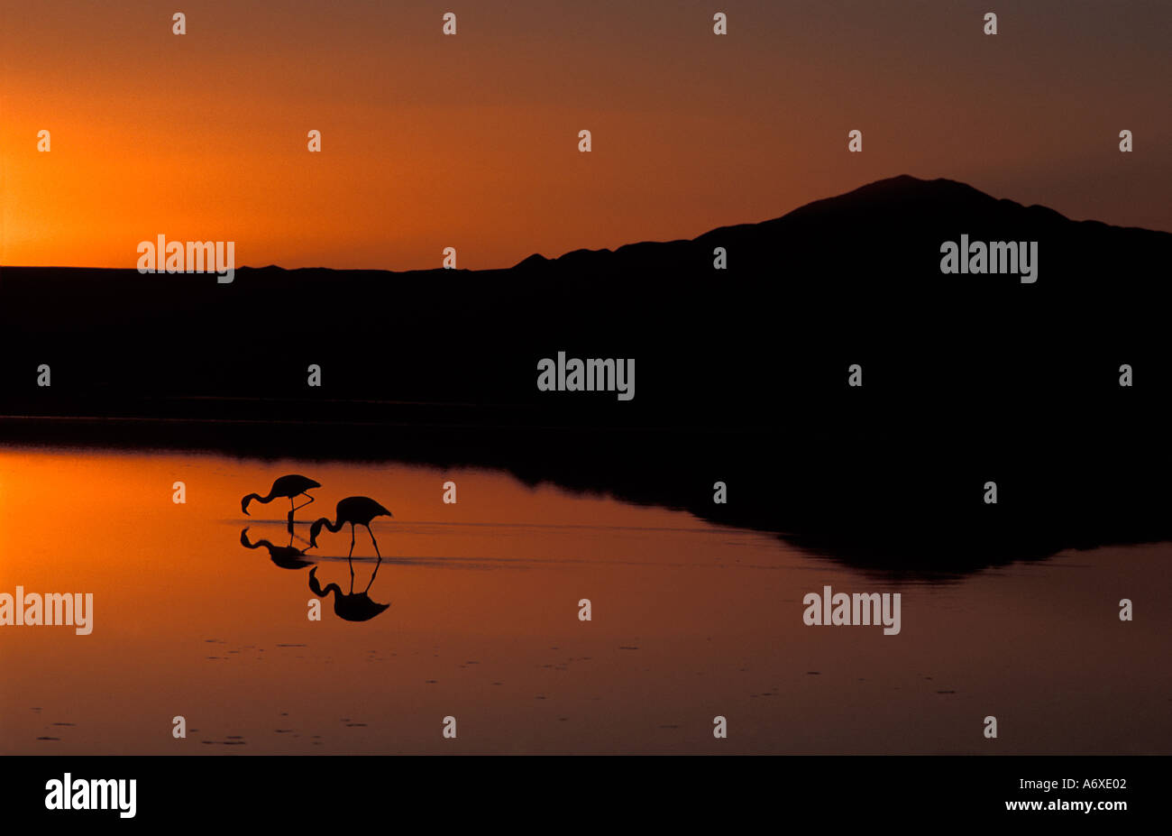 Salar de Atacama désert d'Atacama au Chili Flamants Roses en silhouette au coucher du soleil Lac Chaxa Reserva Nacional de flamencos Banque D'Images