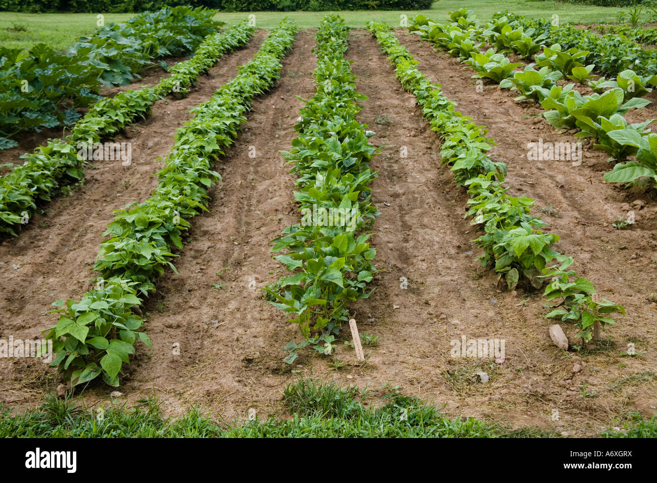 Jardin de légumes plantés en rangées dans un jardin, Kentucky, USA. Banque D'Images