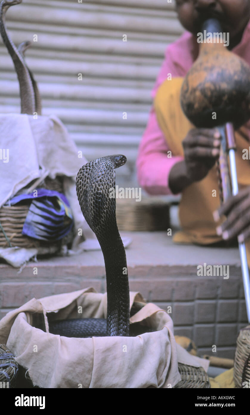 Charmeur de serpent de l'Inde avec snake crâneuse dans Thamel Katmandou Népal Banque D'Images