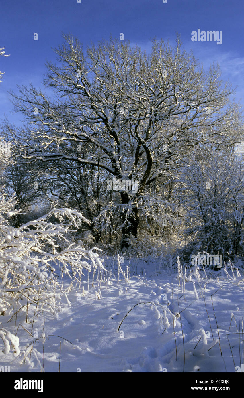 La neige a couvert des arbres dans la campagne lettone Banque D'Images