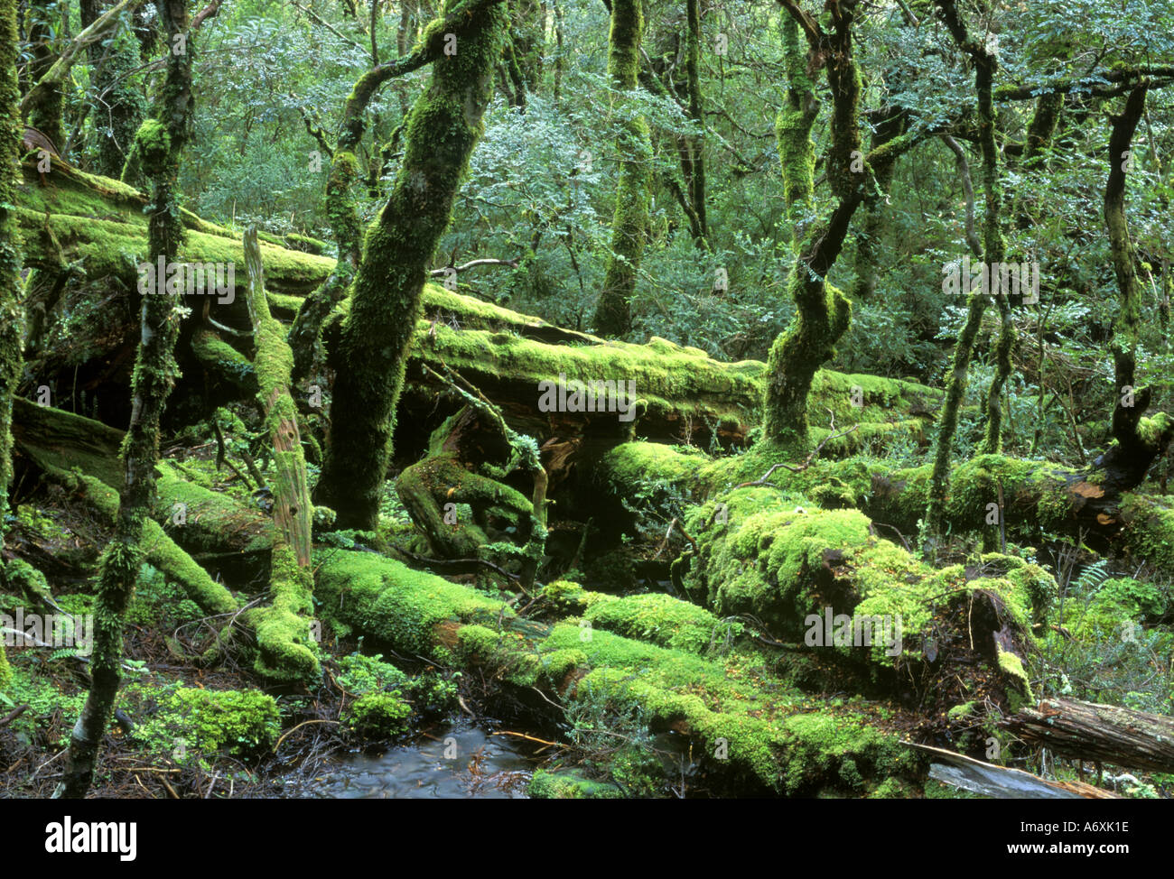 Rainforest, berceau Mt. & Le Lac Sainte-Claire NP, Tasmanie, Australie Banque D'Images