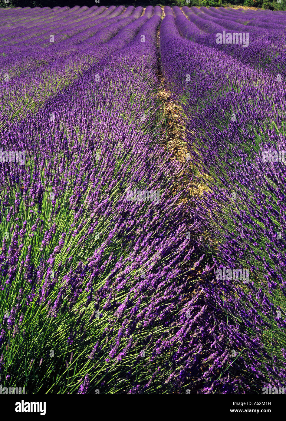 Champ de lavande près de Apt en Provence Banque D'Images