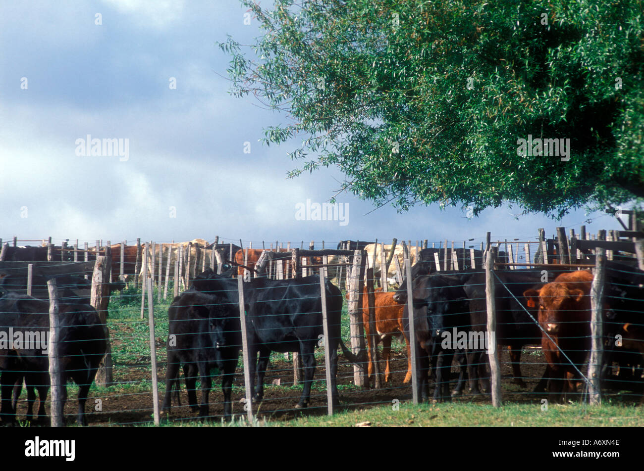 L'élevage de bétail dans les montagnes au centre de l'Argentine Cordoba Banque D'Images