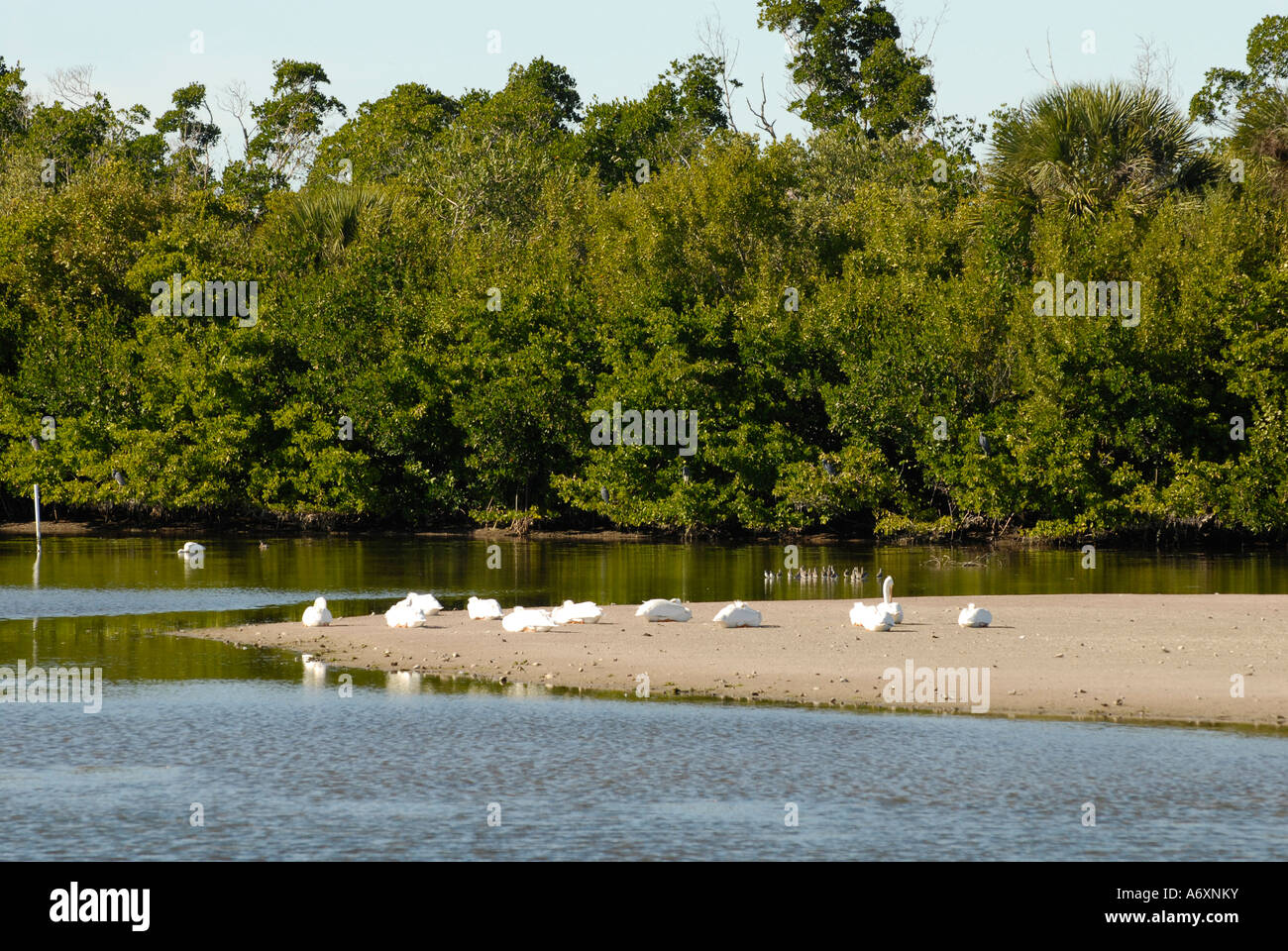 FL Floride du sud-ouest Fort Meyers Ft Myers J N Ding Darling National Wildlife Refuge Sanibel Island Banque D'Images