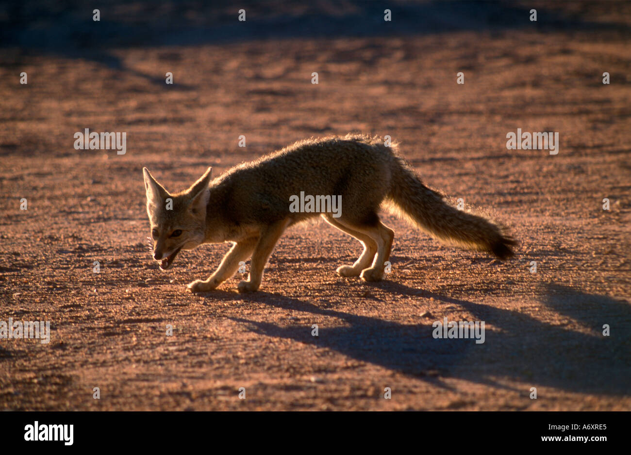 Le renard gris (Dusicyon griseus) dans l'ouest de l'Argentine, Talampaya Banque D'Images