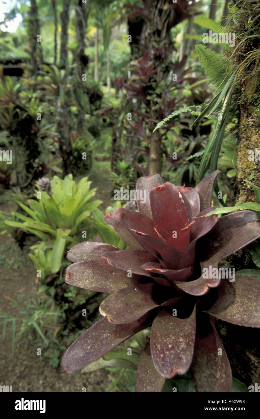 Caraïbes, Antilles, Martinique. Jardin de Balata ; Tillandsia (Bromiliaceae) Banque D'Images