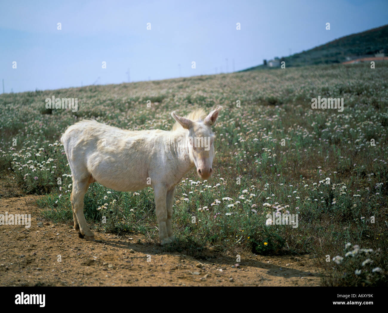 Asinara donkey Banque de photographies et d’images à haute résolution ...