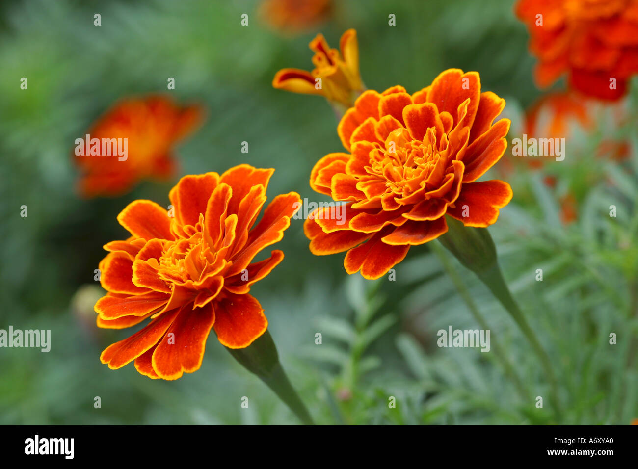 Marigold close-up Tagetes patula Banque D'Images
