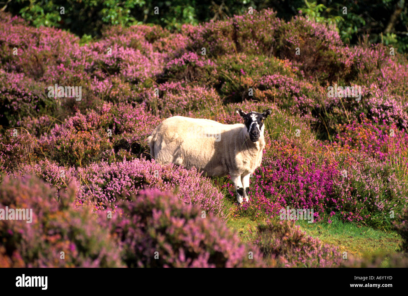 Exmoor balise heather Angleterre Somerset Selworthy Banque D'Images Exmoor balise heather Angleterre Somerset Selworthy Banque D'Images