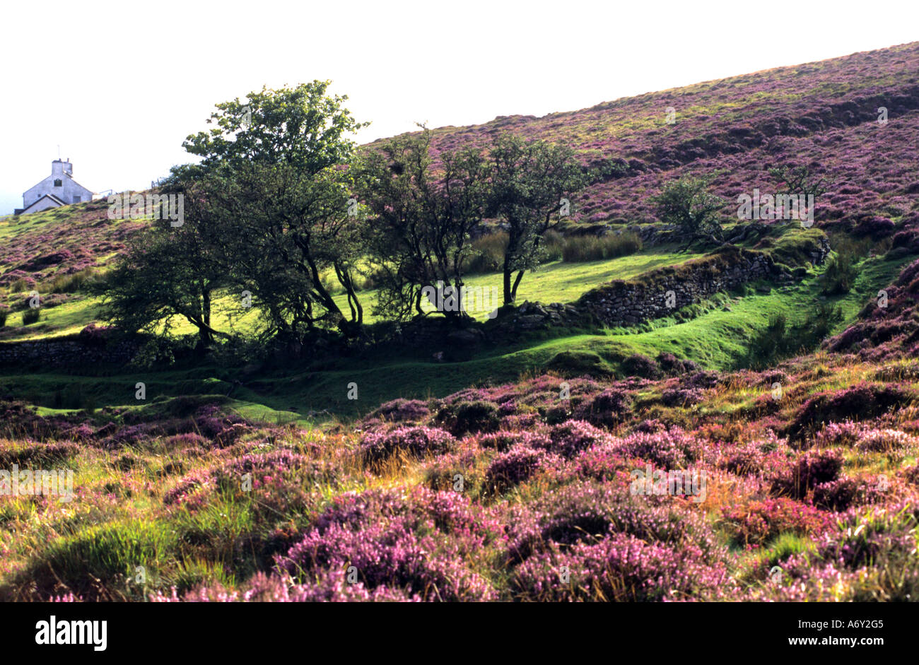 Exmoor balise heather Angleterre Somerset Selworthy Banque D'Images Exmoor balise heather Angleterre Somerset Selworthy Banque D'Images