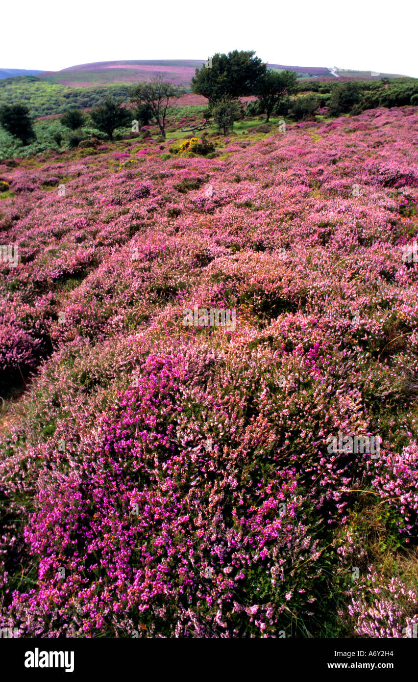 Exmoor balise heather Angleterre Somerset Selworthy Banque D'Images Exmoor balise heather Angleterre Somerset Selworthy Banque D'Images