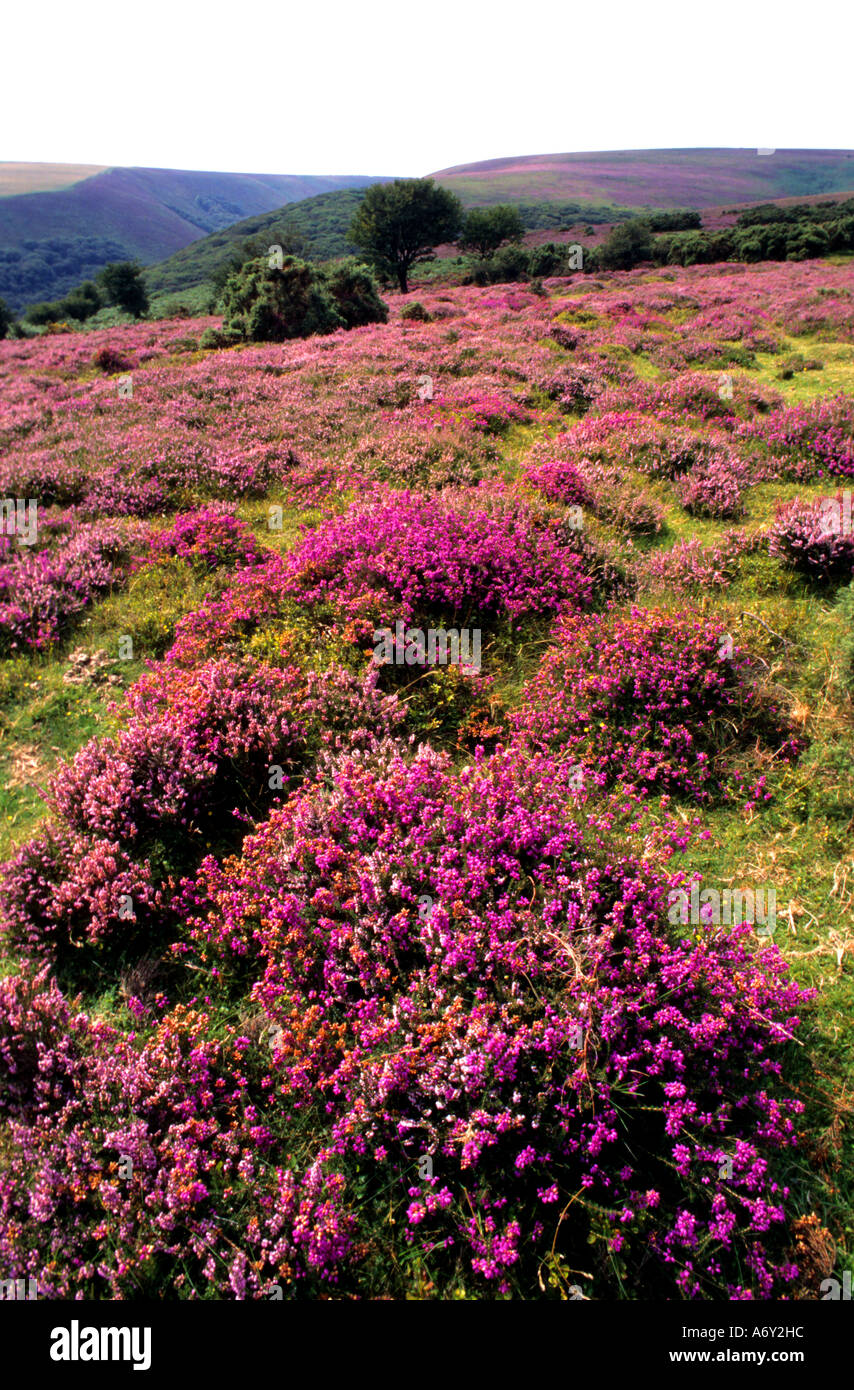 Exmoor balise heather Angleterre Somerset Selworthy Banque D'Images Exmoor balise heather Angleterre Somerset Selworthy Banque D'Images