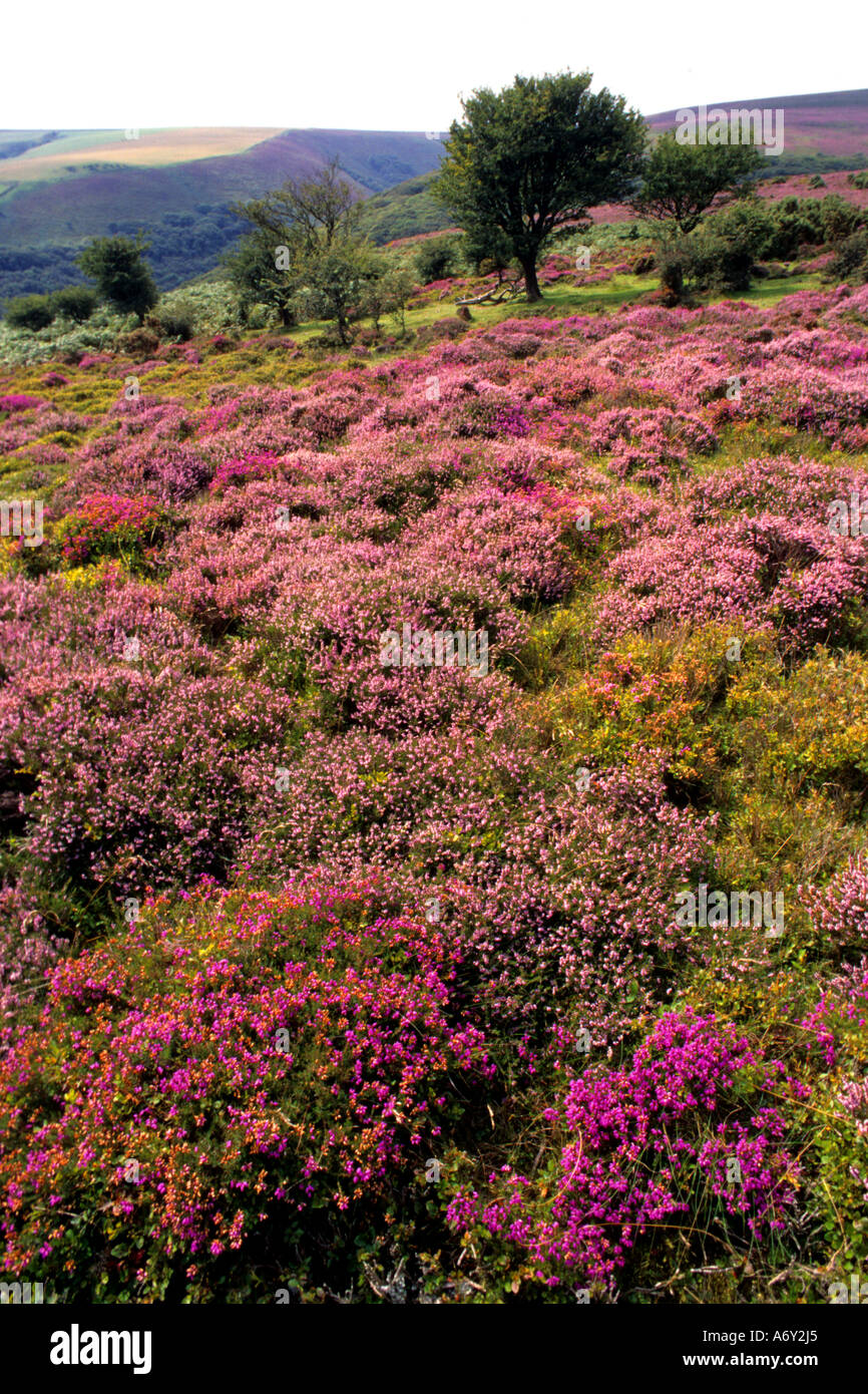 Exmoor balise heather Angleterre Somerset Selworthy Banque D'Images Exmoor balise heather Angleterre Somerset Selworthy Banque D'Images