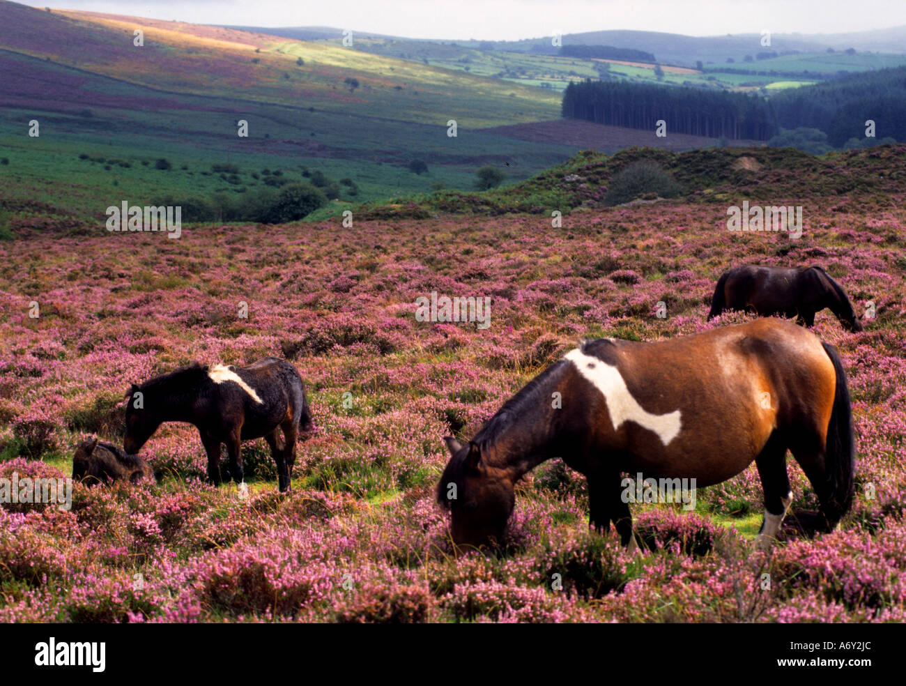 Exmoor balise heather Angleterre Somerset Selworthy Banque D'Images Exmoor balise heather Angleterre Somerset Selworthy Banque D'Images
