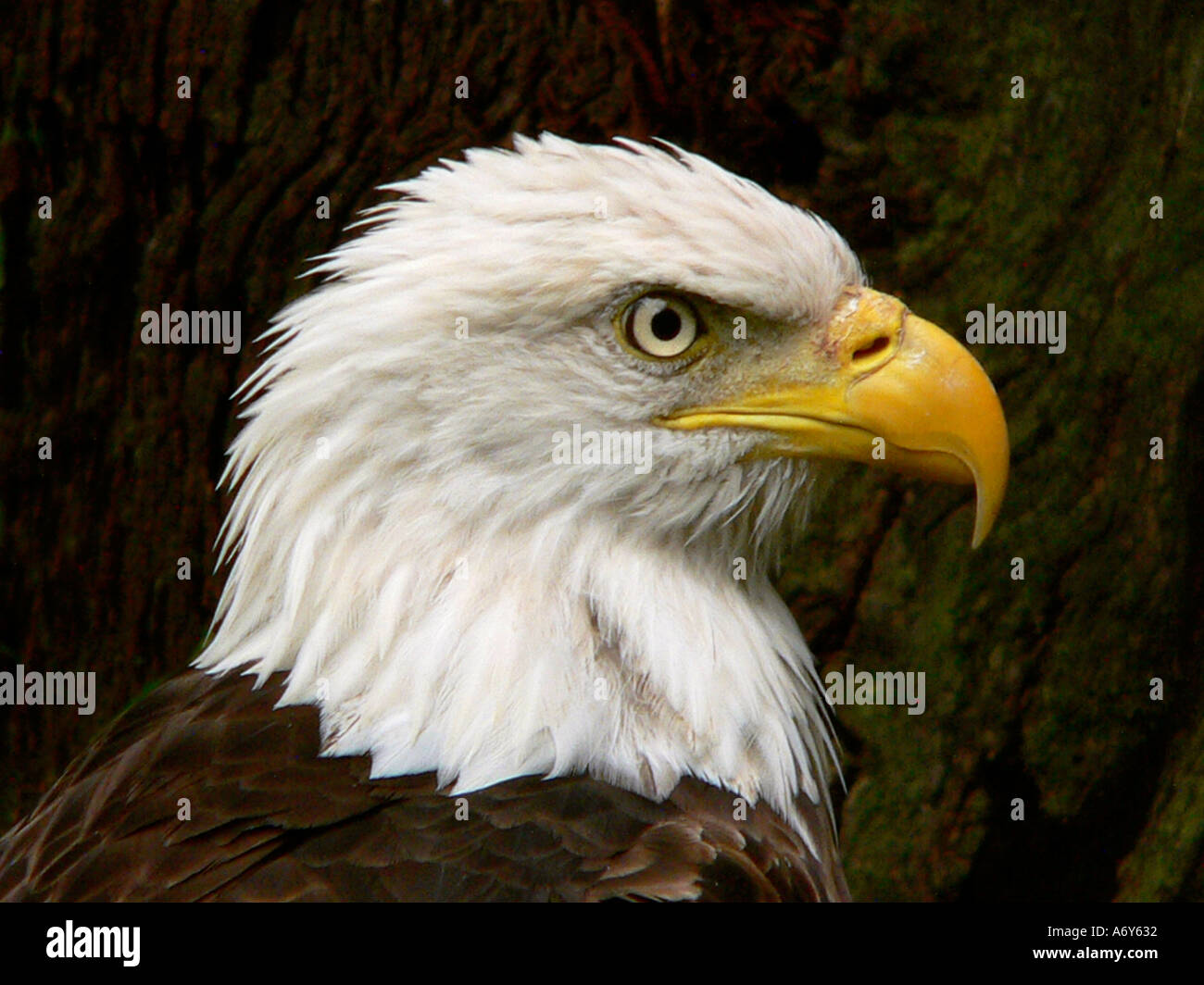 Pygargue à tête blanche (Haliaeetus leucocephalus) USA cote officielle Banque D'Images
