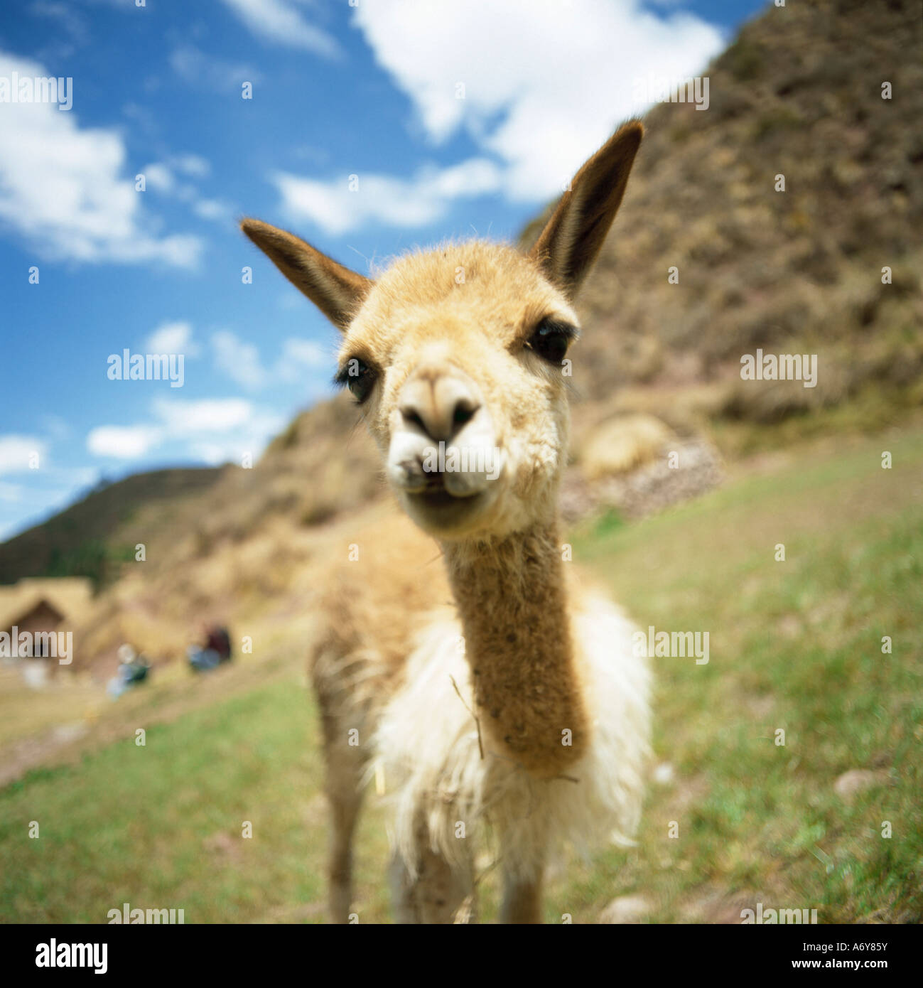Jeune lama sur une colline de l'Inca Banque D'Images