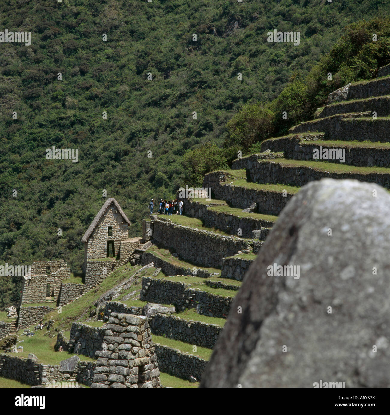 Les ruines dans les champs en terrasses Inca Banque D'Images