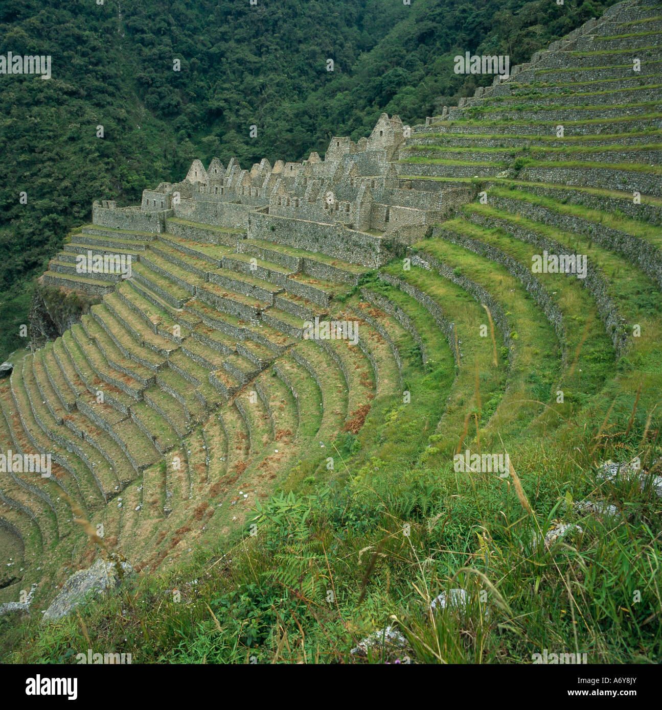 Les ruines dans les champs en terrasses à Machu Picchu Andes Pérou Banque D'Images