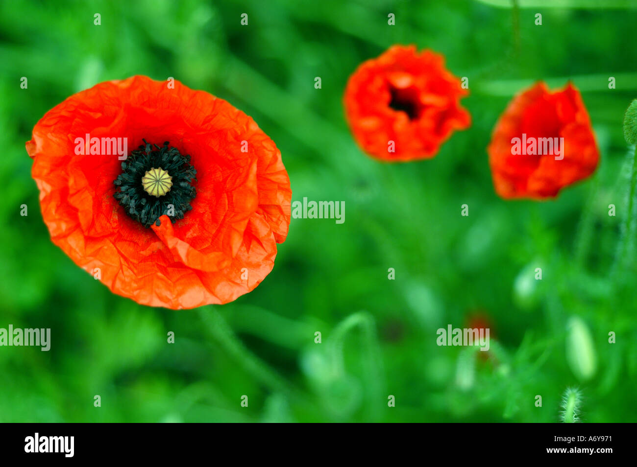 Fleur rouge avec deux fleurs en arrière-plan Banque D'Images
