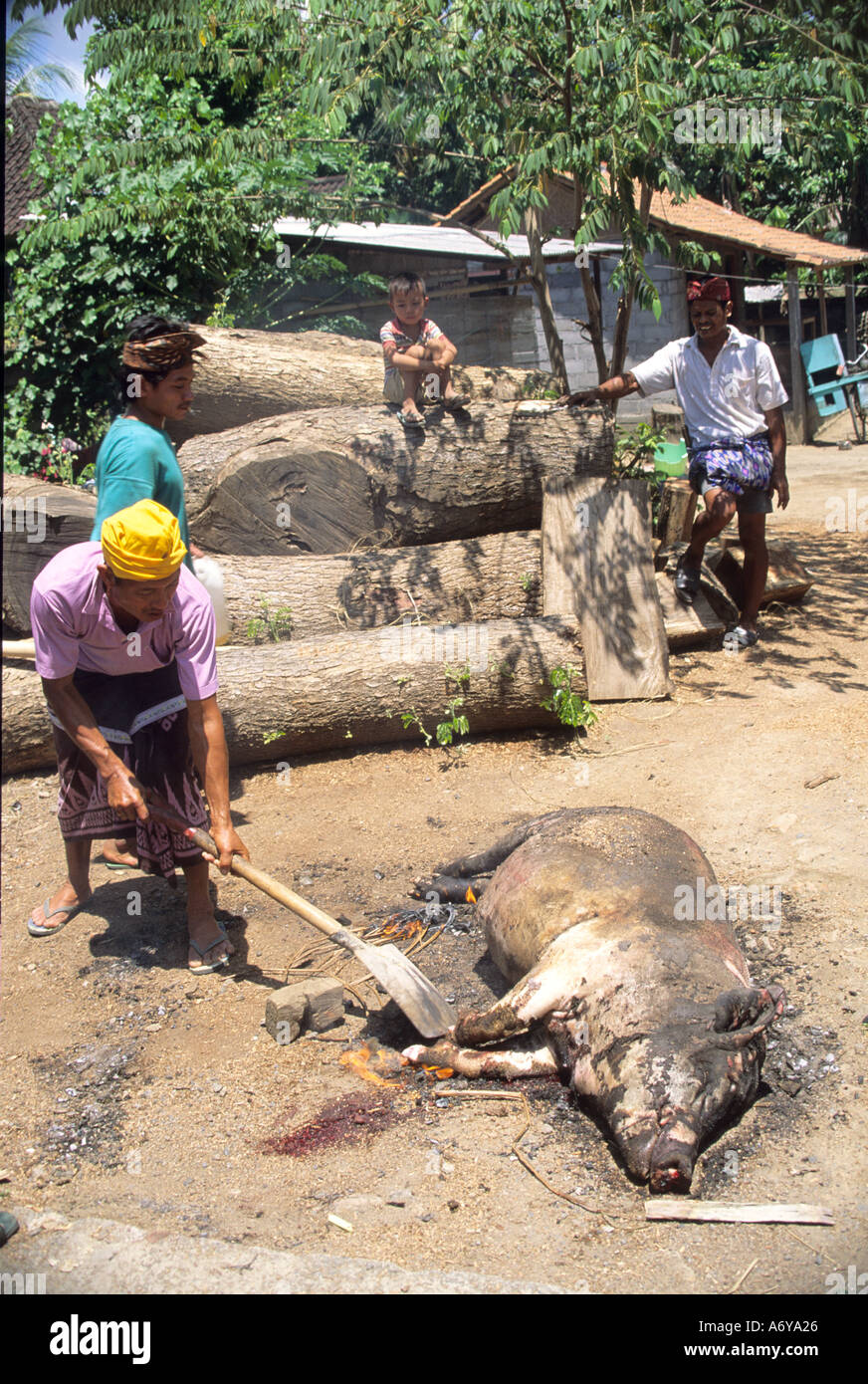 Barbecue de porc préparé pour être mis sur feu ouvert pour Festival ,Bali Indonesia Banque D'Images