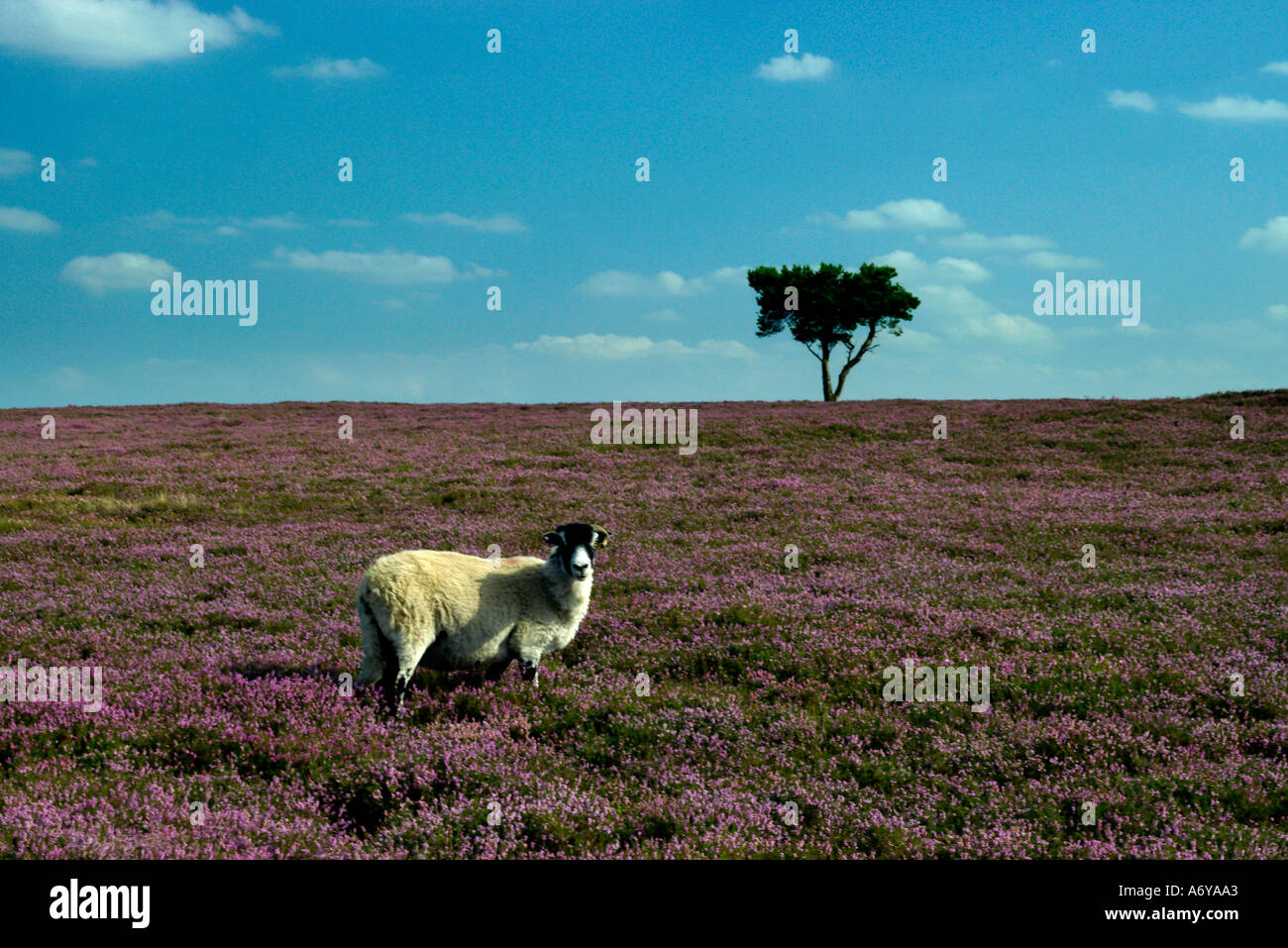 Arbre et les moutons sur la lande de bruyère Moor Egton North York Moors National Park Yorkshire Angleterre Banque D'Images