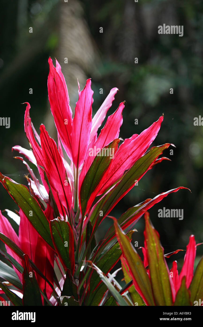 Croton feuilles dans un jardin tropical Banque D'Images
