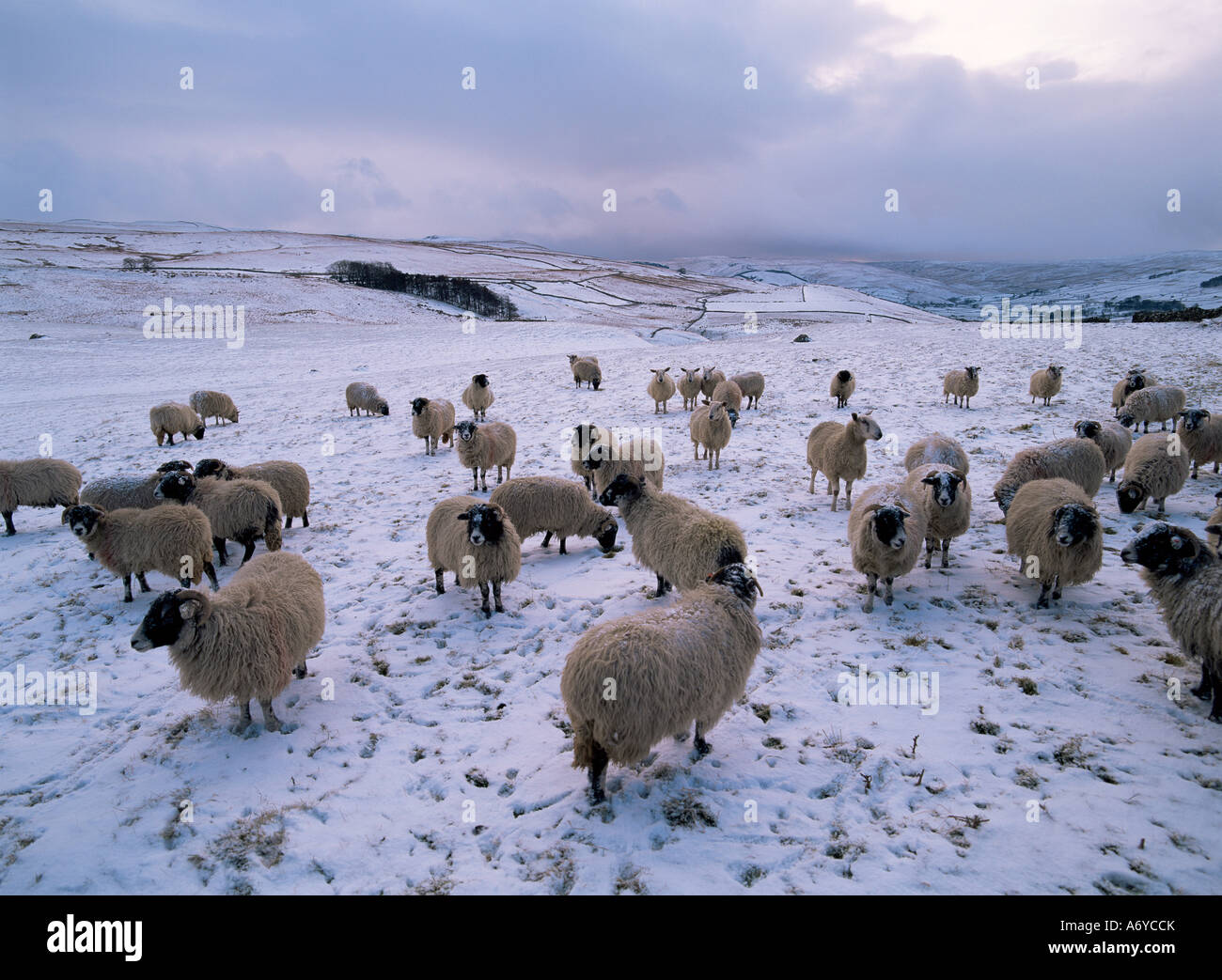 Moutons dans les Dales en hiver Yorkshire Angleterre Royaume Uni Europe Banque D'Images
