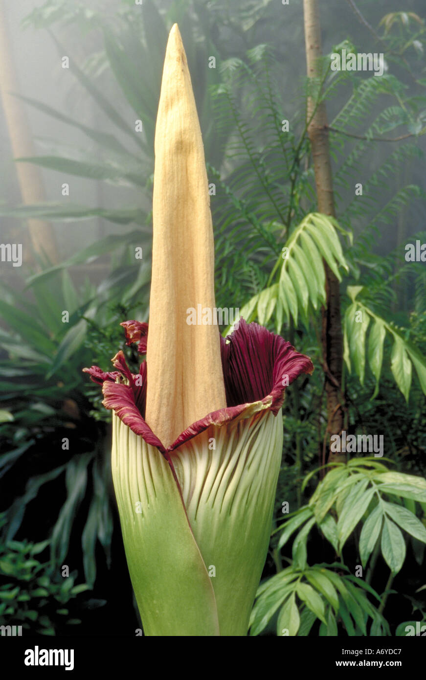 Titan Arum, Amorphophallus titanum Banque D'Images