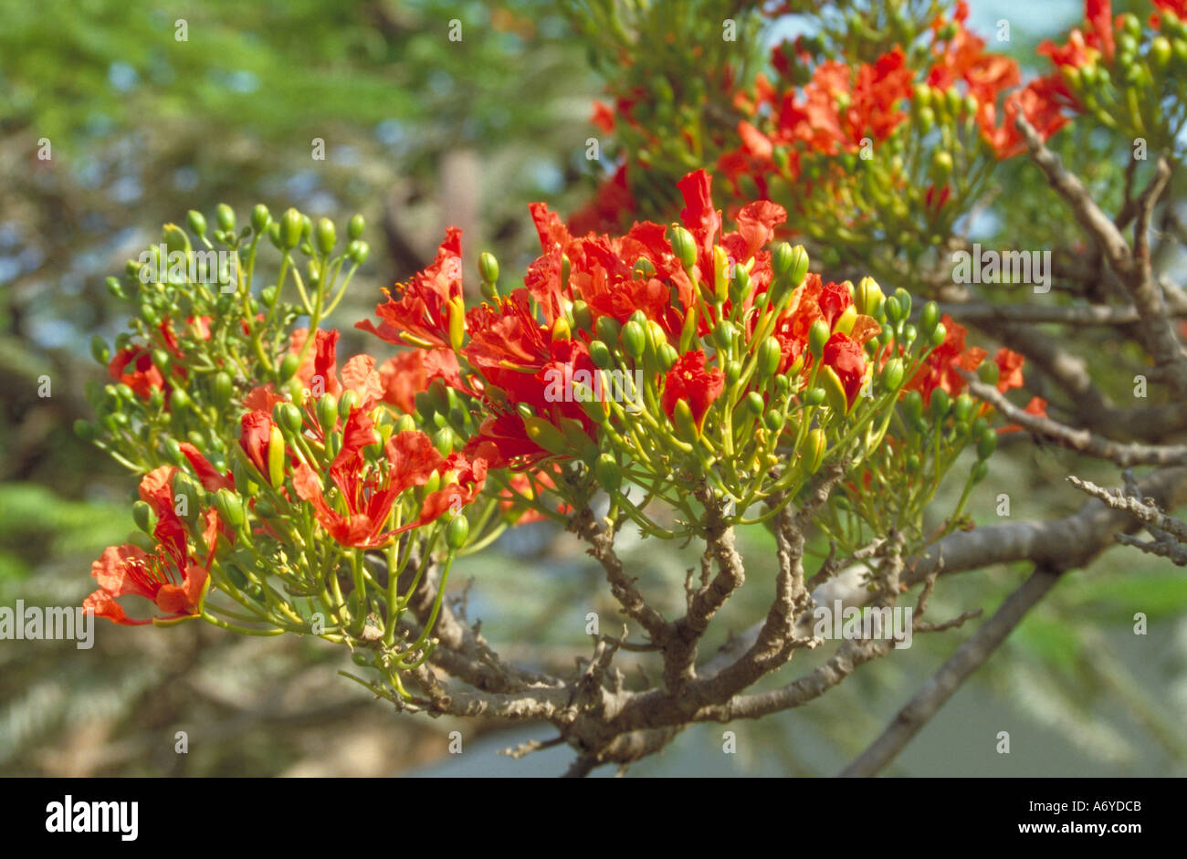 African Tulip Tree, Spathodea campanulata, Bignoniaceae. Banque D'Images