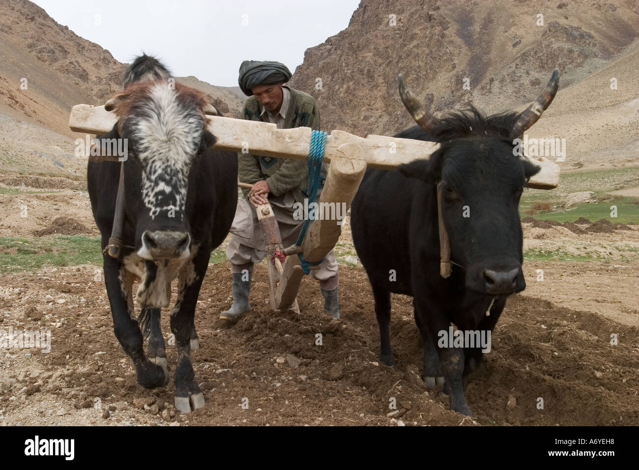 Labourer les champs dans le village de Aq Robat, Afghanistan Banque D'Images