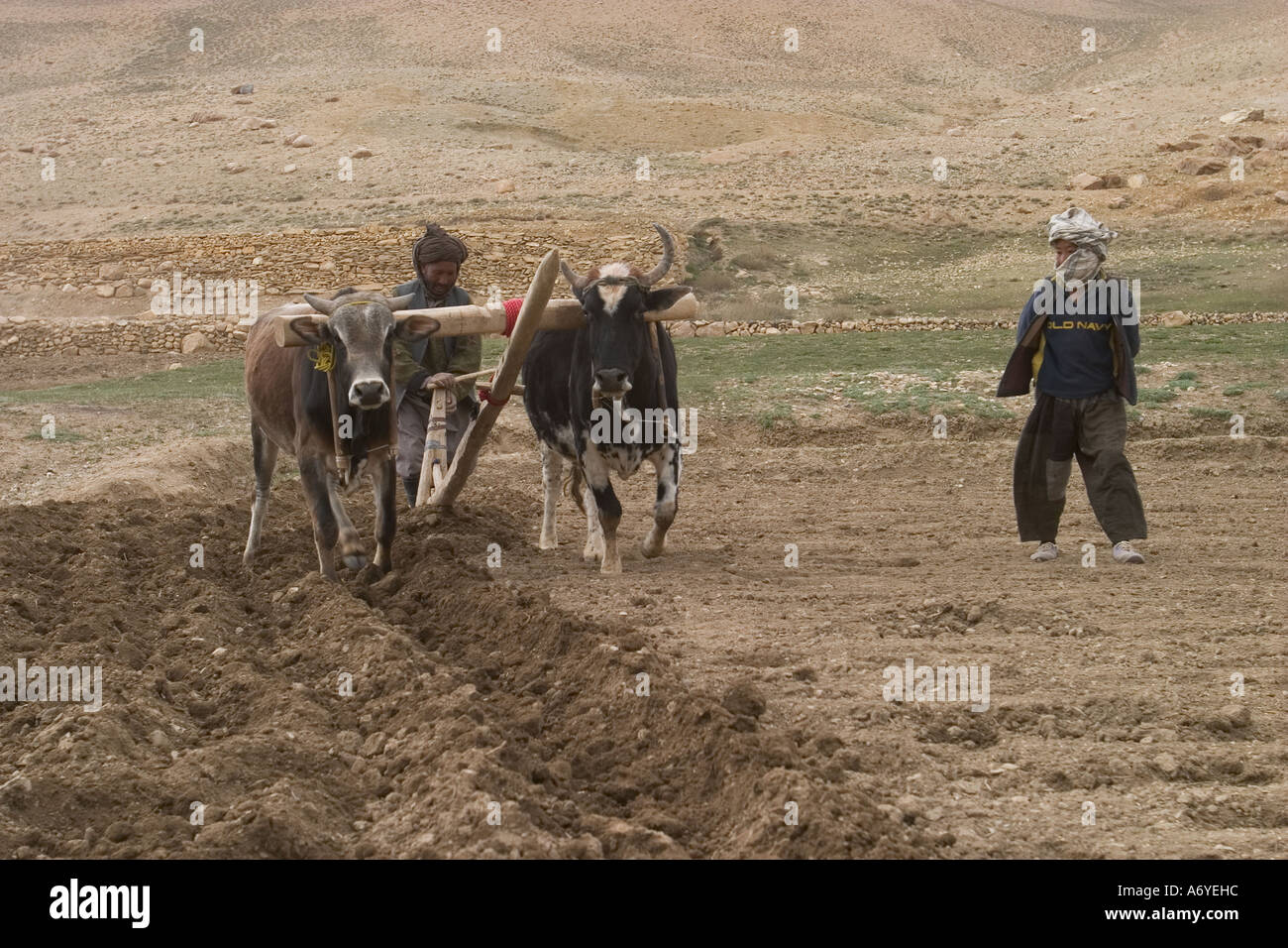 Labourer les champs dans le village de Aq Robat, Afghanistan Banque D'Images