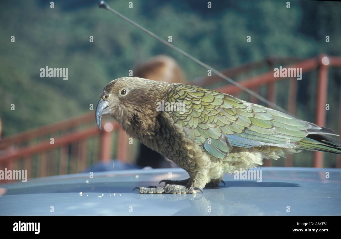 Kea sur voiture Banque D'Images