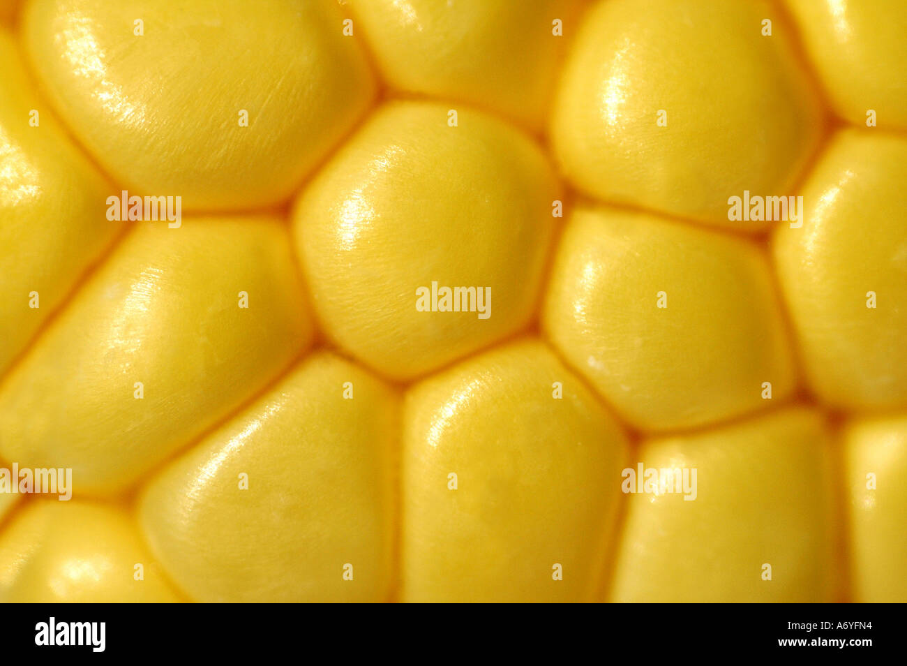 Une extreme close up shot macro d'un maïs doux s/n rangs de maïs Banque D'Images