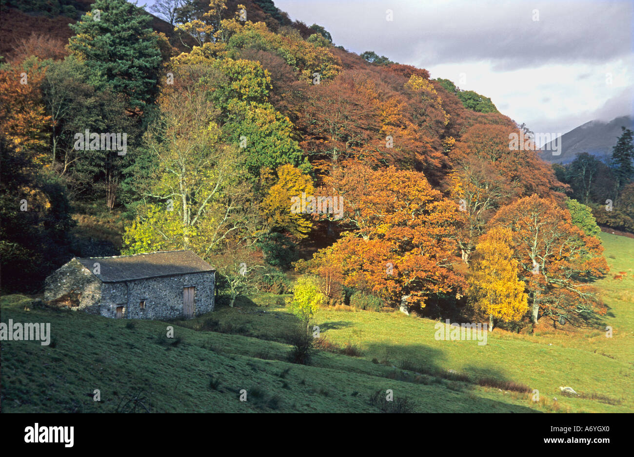 Scène d'automne dans les bois au parc Manesty, Derwent Water. Banque D'Images