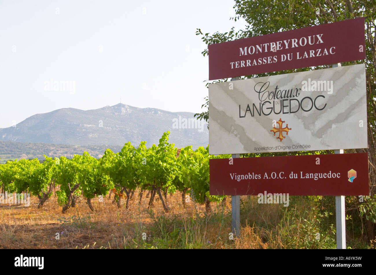 Montpeyroux, Terrasses de Larzac. Montpeyroux. Languedoc. La France. L'Europe. Vignoble. Montagnes en arrière-plan. Mont Saint Baudille. Banque D'Images