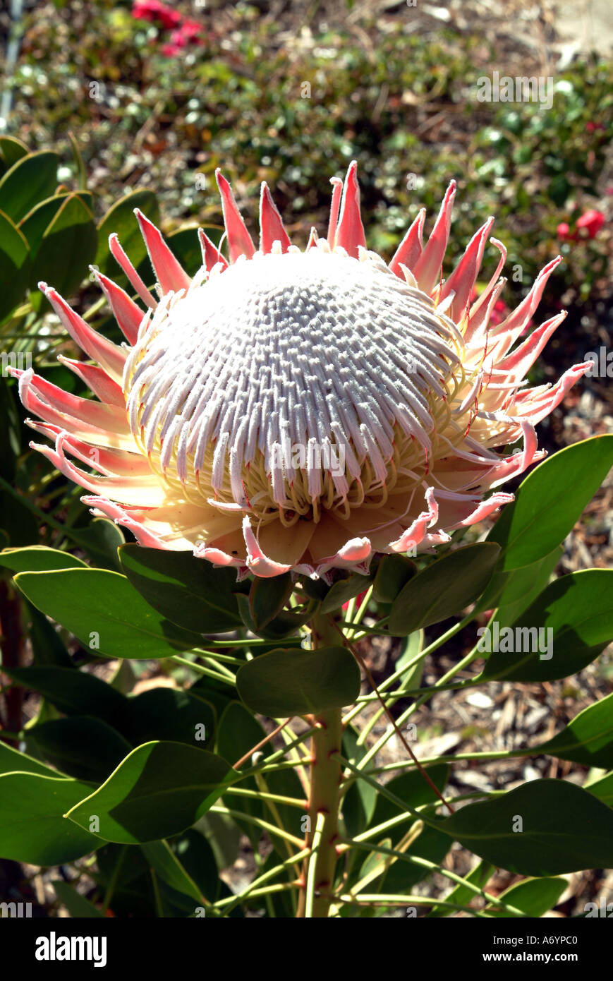 Photo:King Protea L Proteaceae en fleurs des jardins botaniques de Kirstenbosch Cape Town Afrique du Sud Banque D'Images
