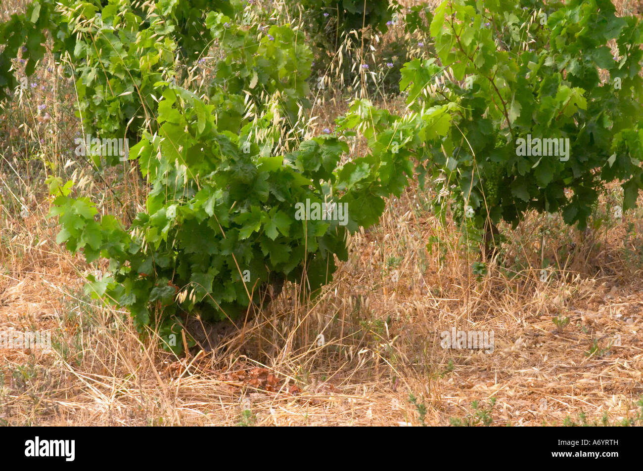 Domaine de la garance. Région Pézenas. Languedoc. Vignes en gobelet d'émondage. La France. L'Europe. Vignoble. Banque D'Images