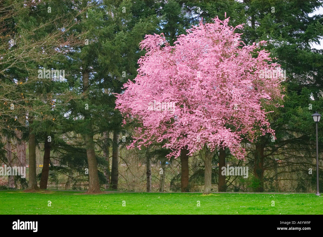 Thundercloud prunier en fleur Prunus cerasifera cultivar Skinner Butte Park Eugene Oregon Banque D'Images