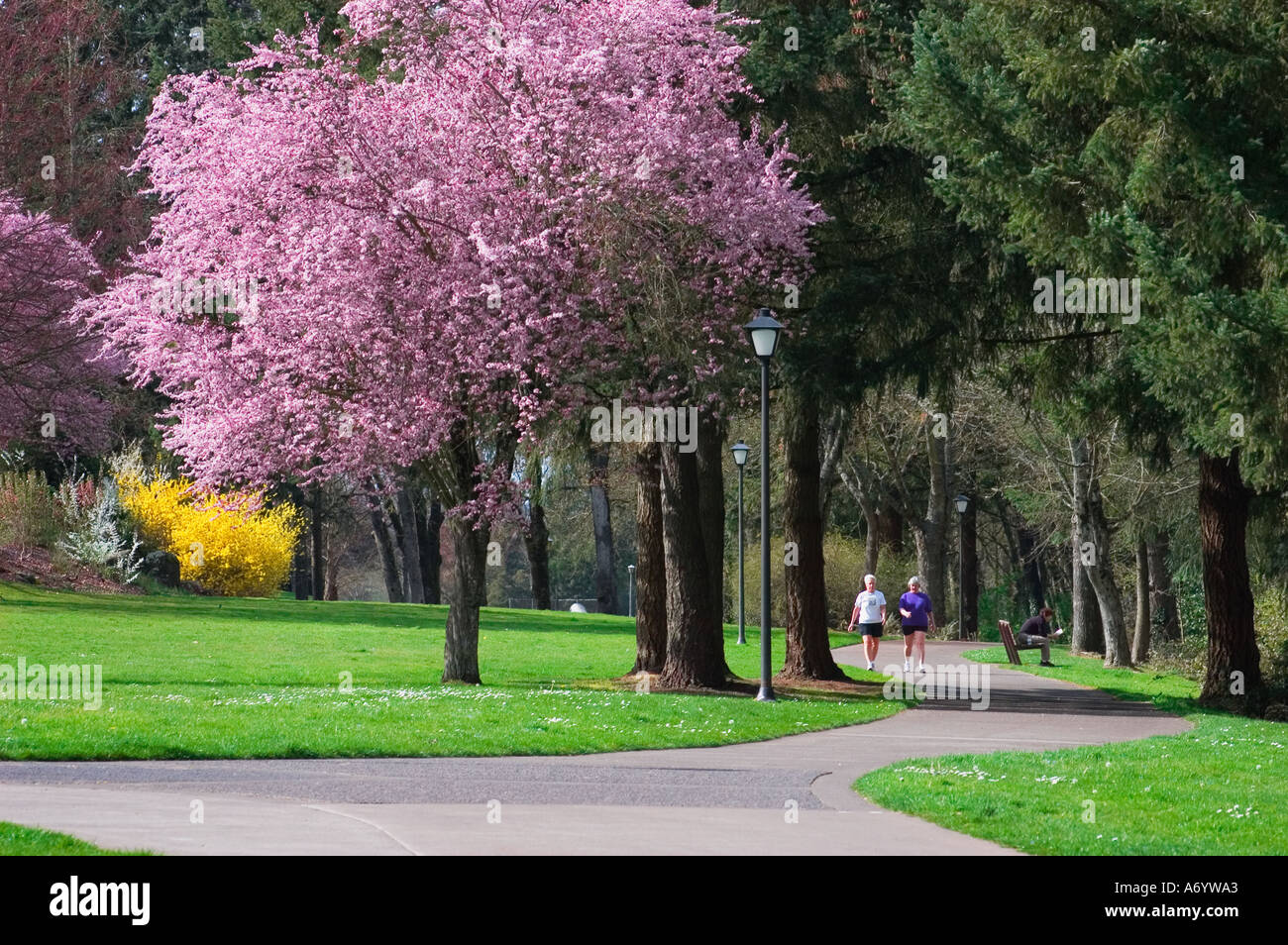 Prunier en fleurs et des femmes en marche Skinner Butte Park Eugene Oregon Banque D'Images