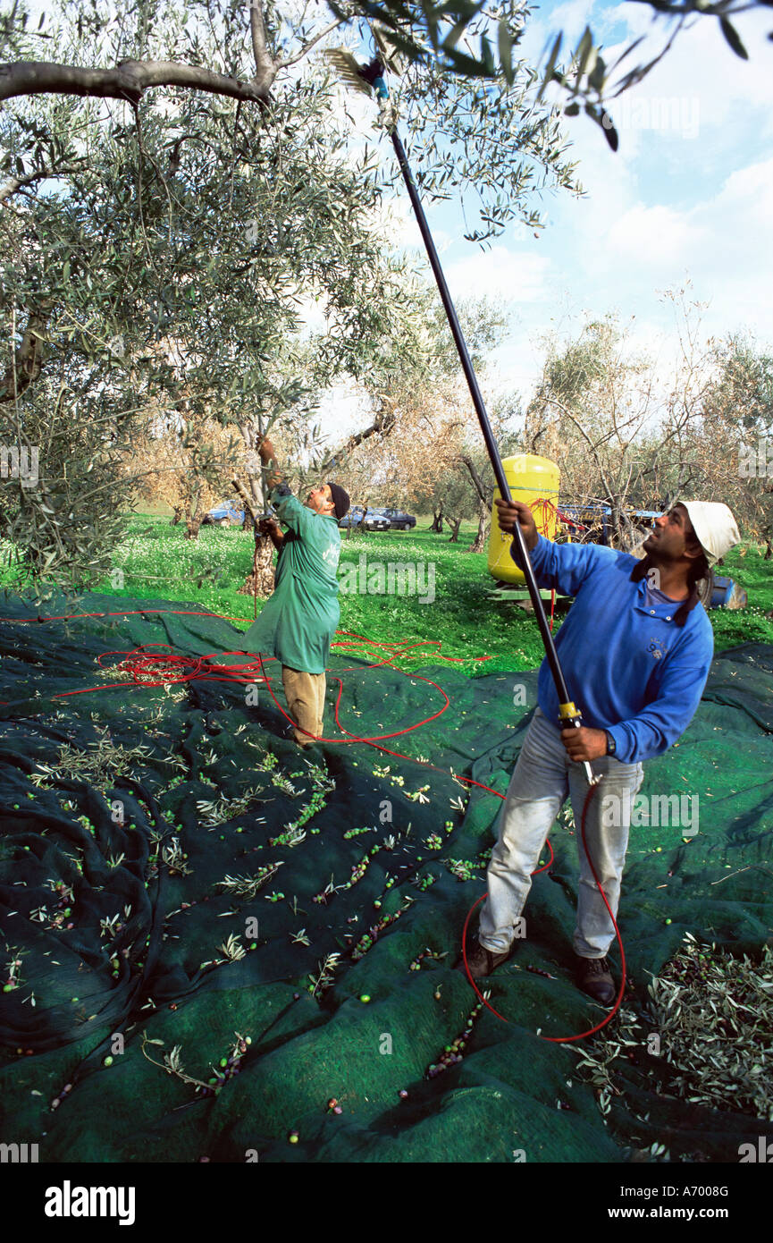 Olives vibrant des arbres dans des bosquets de Marina Colonna San Martino Molise Italie Europe Banque D'Images