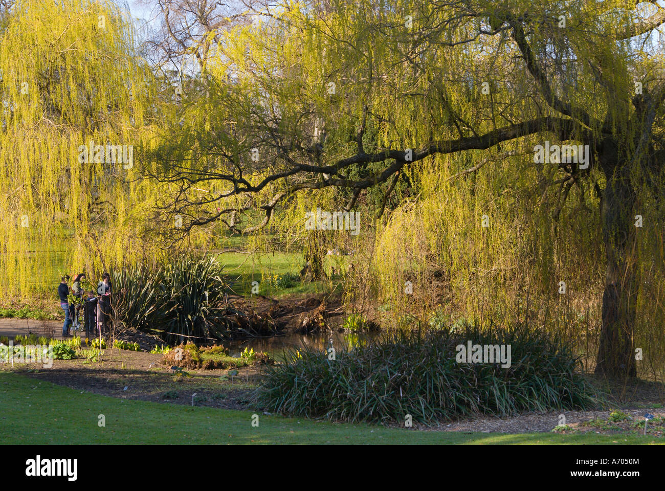 Botanic Gardens Edinburgh Scotland UK saule pleureur en Avril Banque D'Images