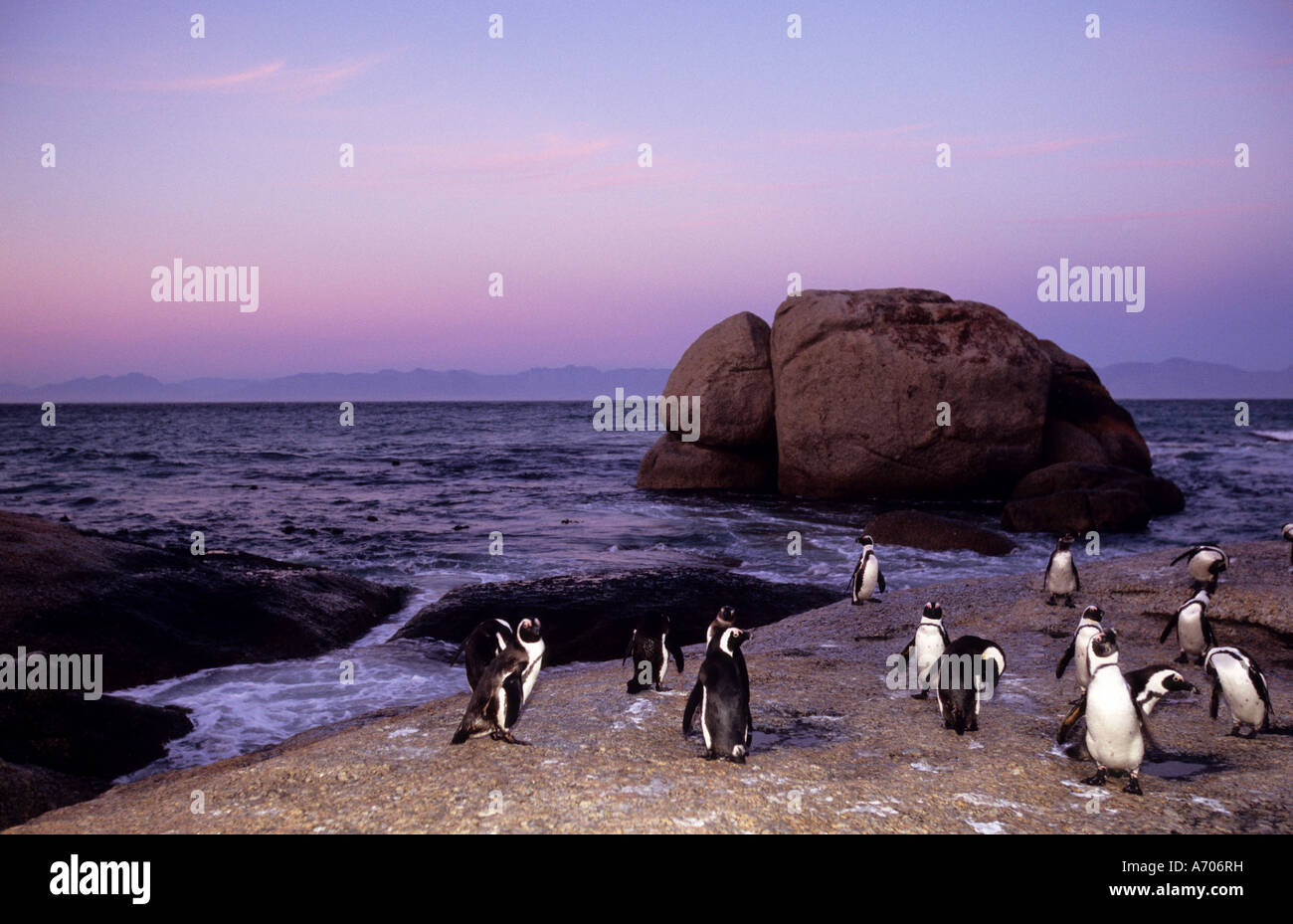 Pingouins Jackass africains Sphensiscus demersus Cape Town Afrique du Sud Banque D'Images