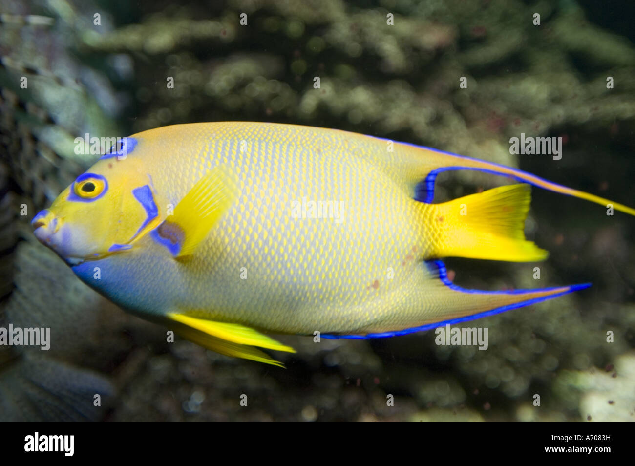 Lit Queen Angelfish - Holacanthus ciliaris dans Zoo Artis Aquarium, Amsterdam Pays-Bas Banque D'Images