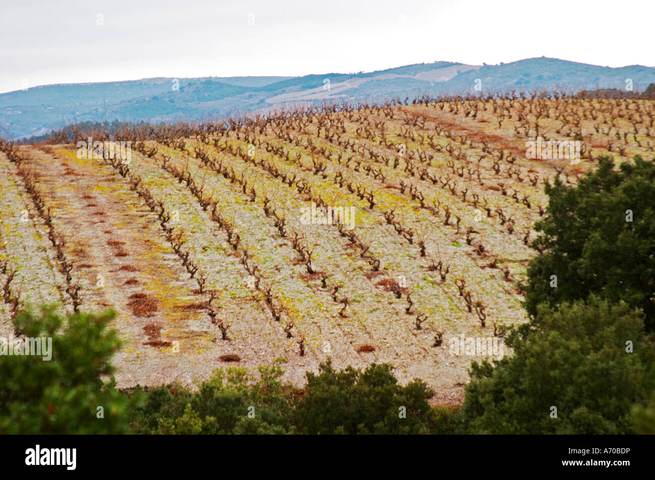 Vignes sur Le Pech Bedet mountain hill entre SaintJean et Barrou et