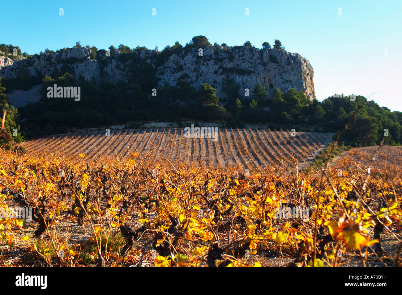 La Clape. Languedoc. Feuilles de vigne. Vignoble. La France. L'Europe. Vignes en dessous de la falaise de calcaire blanc. Banque D'Images