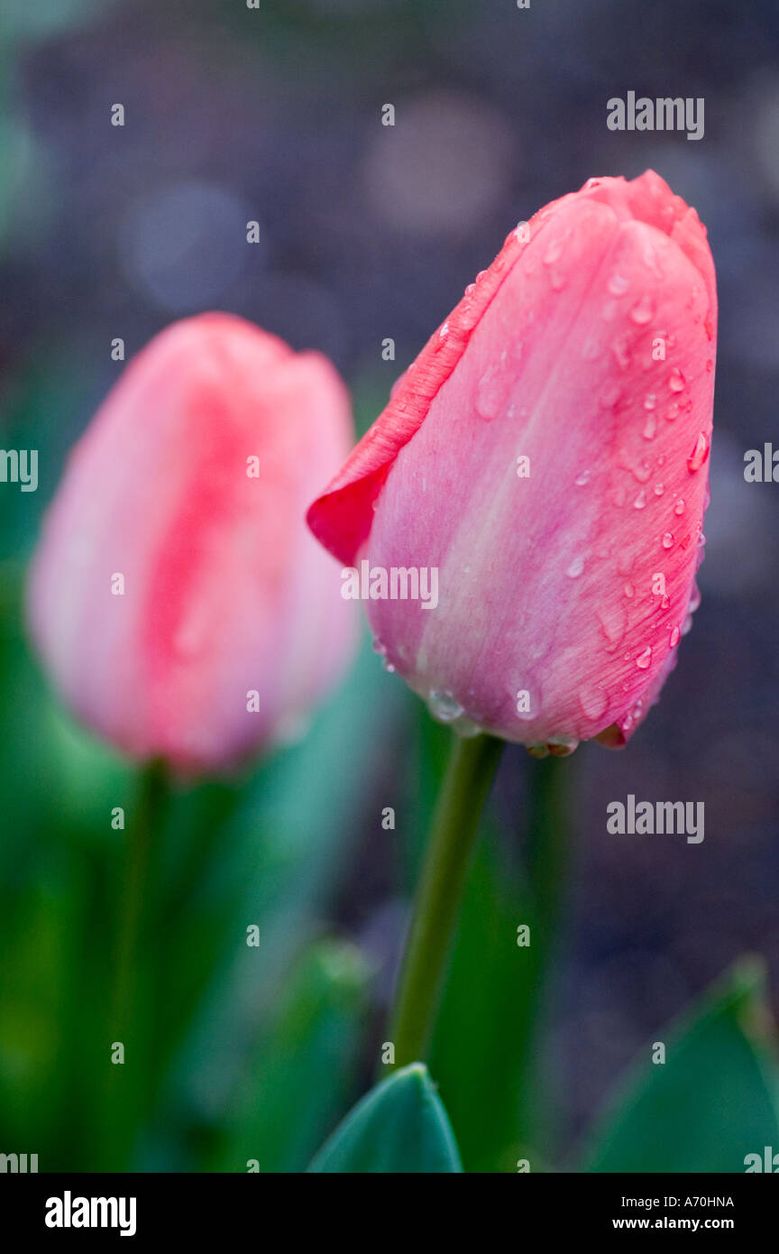 Couleur de l'eau tulipe Rose après une pluie légère Banque D'Images