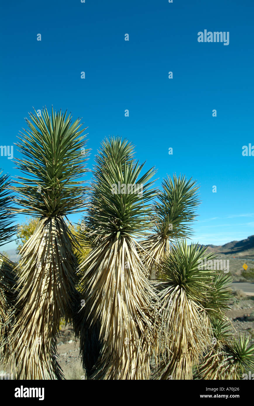 Joshua tree autour du Lake Mead dans le Nevada Banque D'Images